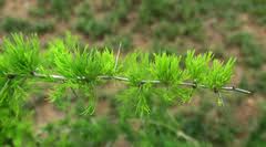 Image result for Asparagus suaveolens