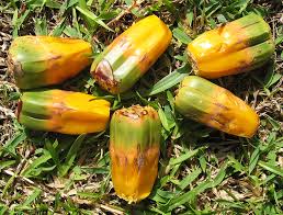 Image result for Pandanus sp. B