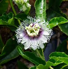 Image result for Passiflora edulis