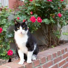 Ways To Keep Cats Out Of Your Yard Or Garden