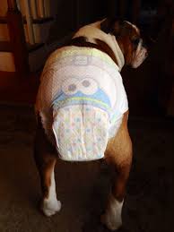 Is This Really Necessary I Mean A Guy Wets The Bed One Time And It W As A Loud Thunderstorm Dog Potty Training House Training Bulldog