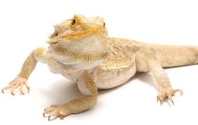 Own a citrus, witblit, red, or rainbow bearded dragon that. Bearded Dragon Care Sheet Reptiles Magazine
