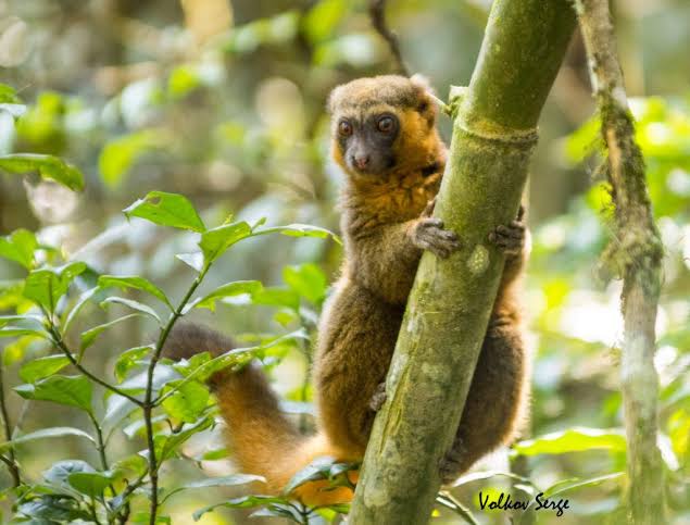 what do golden bamboo lemurs eat