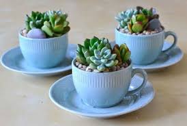 Si quieres aprender a hacer centros de mesa para bautizo modernos, a continuación te daremos algunas formas con las cuales podrás preparar estos adornos. Sugerencias De Plantas Pequenas Para Interiores