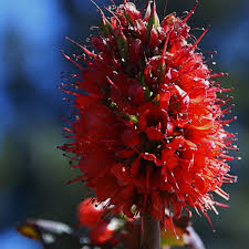 Image result for Greyia