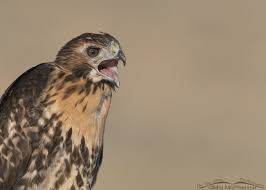 We did not find results for: Wondering How The Lone Surviving Red Tailed Hawk Juvenile Is Doing On The Wing Photography