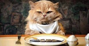 Mimpi mancing ikan adalah mimpi yang terjkadang membuat kita penasaran,lalu apa arti mimpi menurut togel,inilah tafsir mimpi mancing 4d ,3d atau 2d. Interpretasi Mimpi Kucing Bagaimana Untuk Mentafsirkan Mimpi Itu