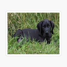 Check spelling or type a new query. Black Great Dane Puppy Poster By Slinky Reebs Redbubble