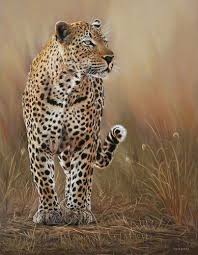 Leon Fouche Animals Wild Wild Cats Pets Cats