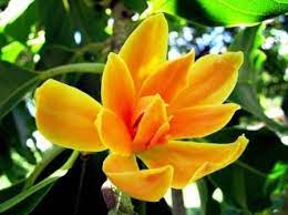 Immediate hiring offshore catering crew with bunga cempaka sdn bhd(bcsb) in miri for sarawak&sabah/pengambilan segera krew katering offshore di miri oleh bunga cempaka. Types Of Cempaka Flowers That Exist In Indonesia Jenis Jenis Bunga Cempaka Yang Ada Di Indonesia Eng Ind Steemit