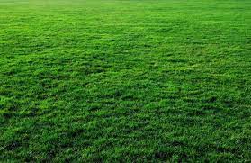 4 Best Types Of Grass For Arkansas And How To Grow Them