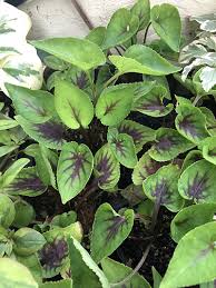 蒸し暑さに強い植物を 日当たりの良い庭向き 半日陰の庭向き に分けて紹介 ナチュラルガーデン向きの品種をチョイス タイムス住宅新聞社ウェブマガジン