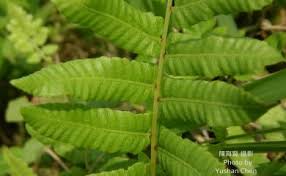 Image result for Ampelopteris