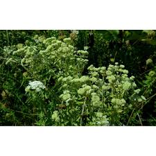 Image result for Alantsilodendron pilosum