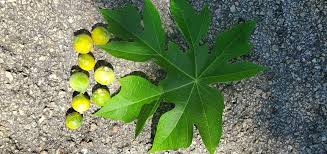 Image result for Caricaceae