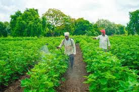 Genetically modified crops genetically modified crops ( gm crops, or biotech crops) are plants used in agriculture, the dna of which has been modified using genetic engineering techniques. Genetically Modified Cotton How Has It Changed India Research Outreach