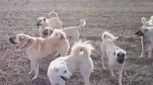 Kangal Suru Dovusu Izlesene Com