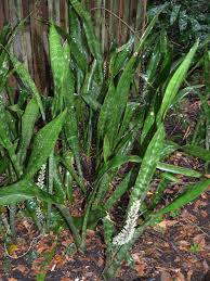 Image result for Sansevieria hyacinthoides