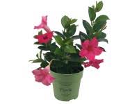 Image result for dipladenie sanderi obrázek