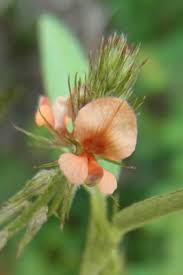 Image result for Indigofera rhytidocarpa