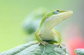 Category Wildlife Get My Good Side Animal Photography Animals Cute Lizards