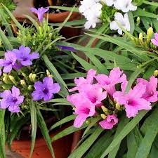 Full sun or partial shade size: Mexican Petunia Seeds Mix Dwarf Ruellia Ground Cover