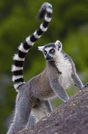 The Ring Tailed Lemur Lemur Catta Is A Large Strepsirrhine Primate And Well Recognized Due To Its Long Black And White Rin Lemur Animals Beautiful Pet Birds