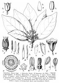 Image result for Nesogordonia