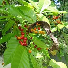 Image result for Allophylus