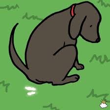 Image result for dog poop