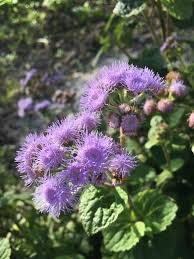 Image result for Ageratum houstonianum