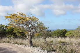 Image result for Acacia haematoxylon