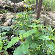 Image result for Lysimachia barbata
