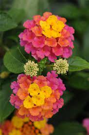 Pin On Flowers And Plants That I Adore