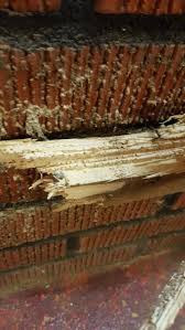 Image result for site:byggahus.se insektsangrepp