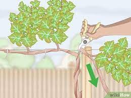 Bare vineyard in the autumn with empty rows of vines. 3 Easy Ways To Train Grape Vines Wikihow