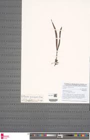 Image result for Vittaria guineensis