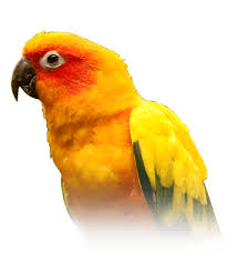 Sun Conure Personality Food Care Pet Birds By Lafeber Co