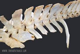 To me, that second picture is wrong enough to hurt my eyes a little; An Unwelcome Side Effect Transitional Vertebrae In Horses And The Problems They Cause