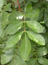 Image result for Schinus