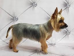 Pin By Frenchkiss On Dog Haircuts Silky Terrier Australian Silky Terrier Terrier