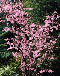 Image result for Prunus persica