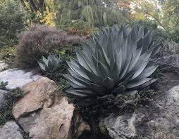 All succulents and cacti have adapted to dry environments when you notice the soil is dry, soak it until water runs out of the drainage holes in the bottom of the never, ever pot your succulents in tropical potting soil, or dare i say, the dirt from your backyard. Succulents Cacti Xera Plants