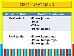 Check spelling or type a new query. Dunia Sains Dan Teknologi Belajar Dengan Ceria Dst Tahun 3 Ciri Ciri Tumbuhan