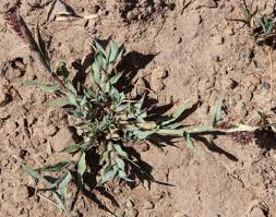 Image result for Tragus berteronianus