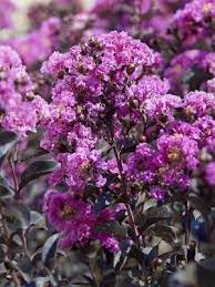 Check out our purple crape myrtle selection for the very best in unique or custom, handmade pieces from our plants shops. Deep Purple Purple Crape Myrtle