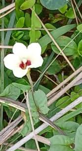 Image result for Xenostegia pinnata