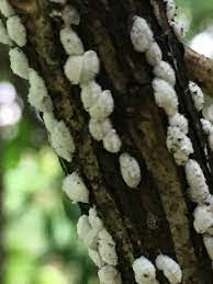 Azalea bark scale, eriococcus azalea: How Do I Get Rid Of Insect Infestation On Bark Ask An Expert Oregonlive Com