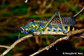 Calphotos Phymateus Saxosus Milkweed Locust What A Beautiful World