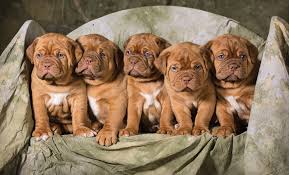 You will need a litter box with the top. Litter Training Puppies Modern Solutions For Modern Dog Moms Herlife Magazine